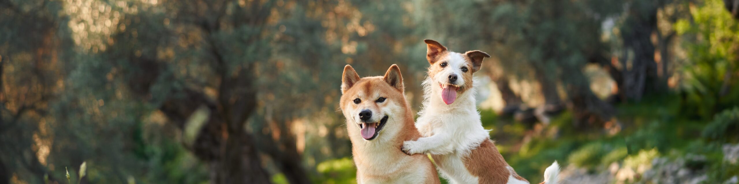 Zwei Hunde vor Bäumen in der Natur